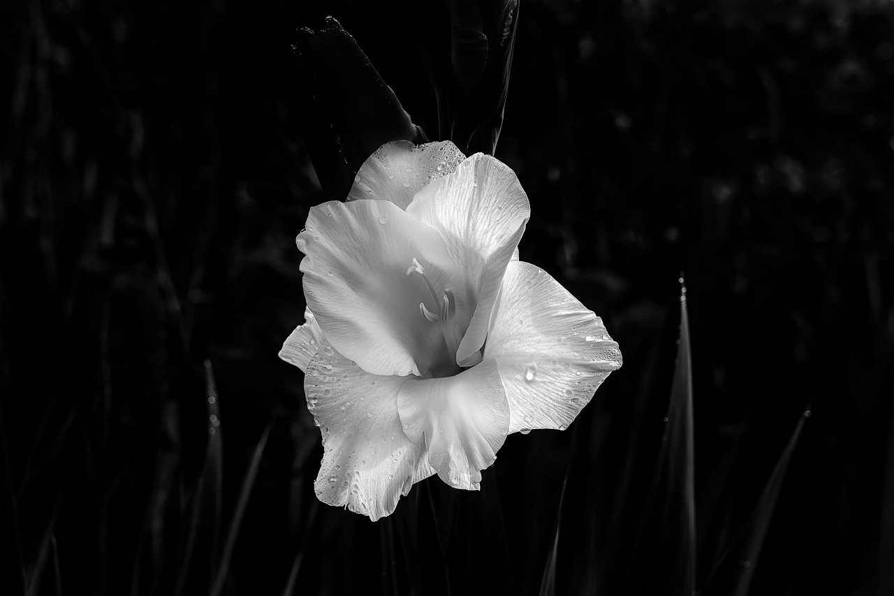 gladiolus nature blossom free photo