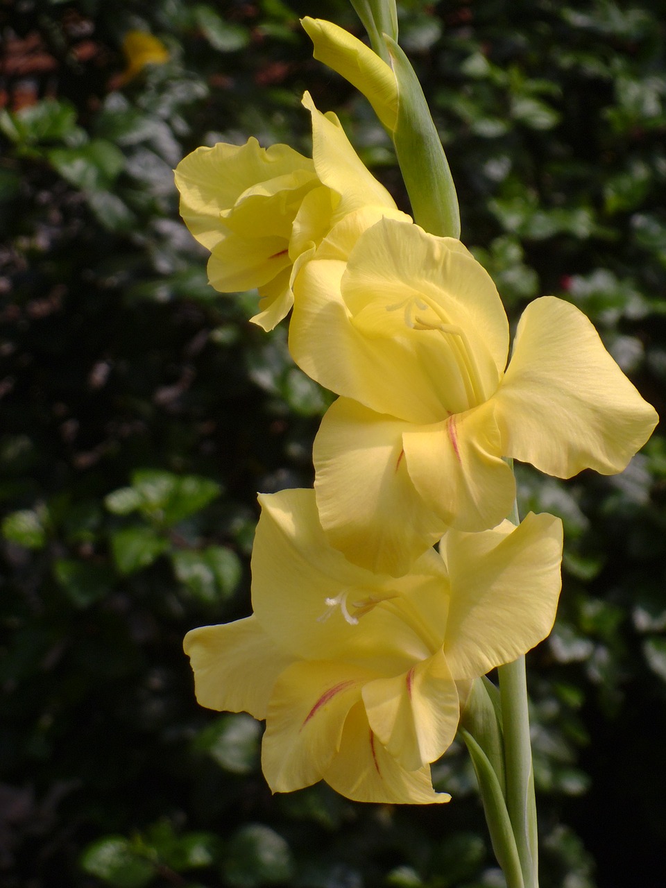 gladiolus flower garden free photo