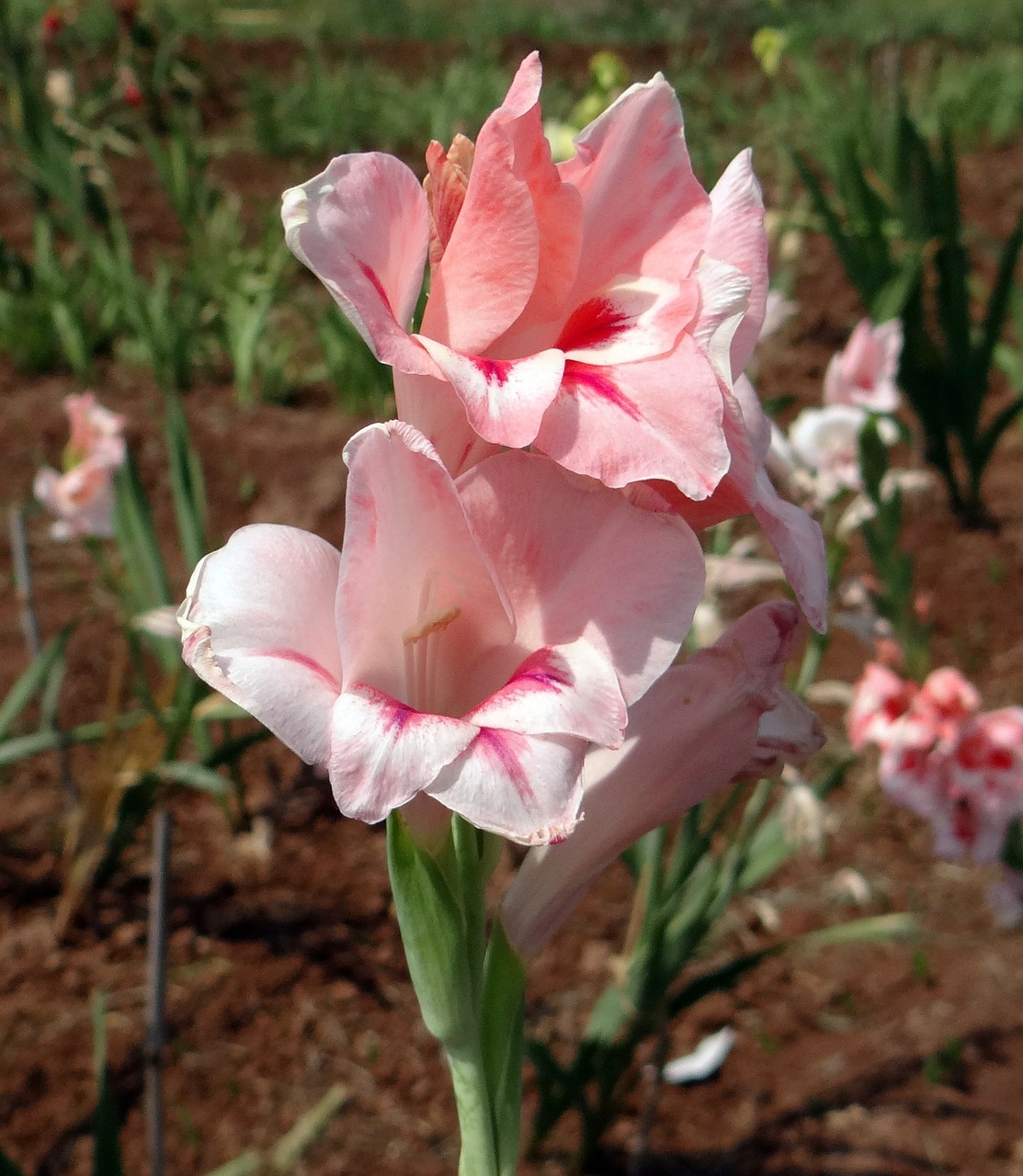 gladiolus flower peach free photo