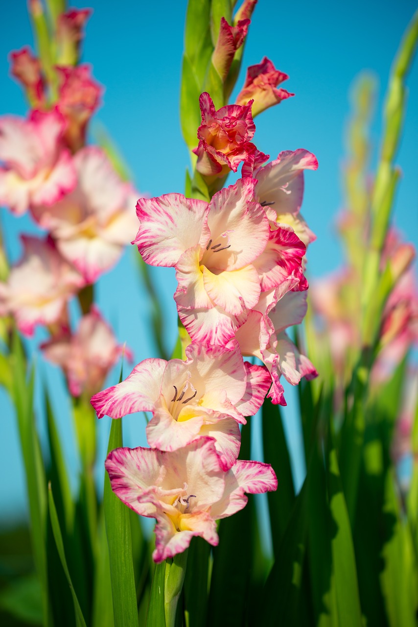 gladiolus  flowers  gartenblümen free photo