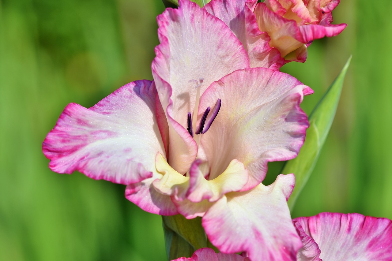 gladiolus  gladidus  butterfly greenhouse free photo