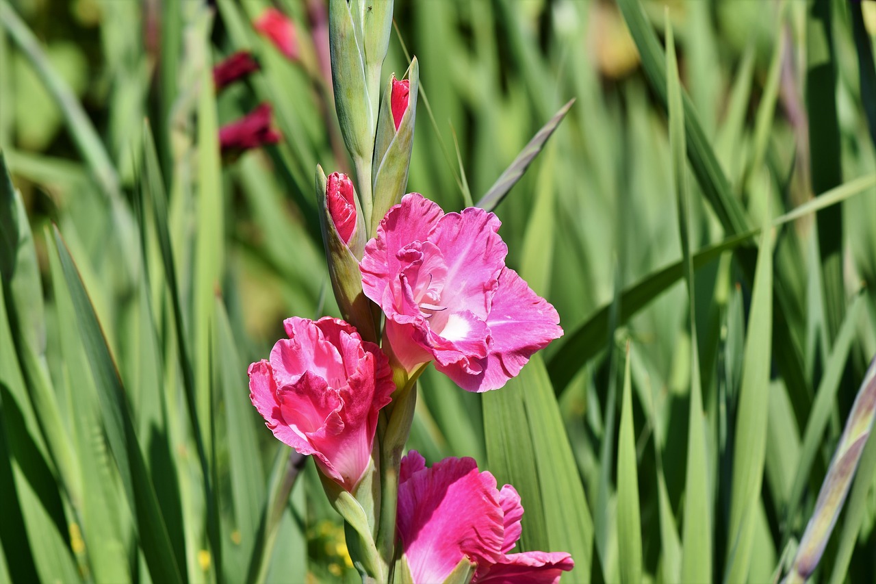 gladiolus  gladidus  butterfly greenhouse free photo