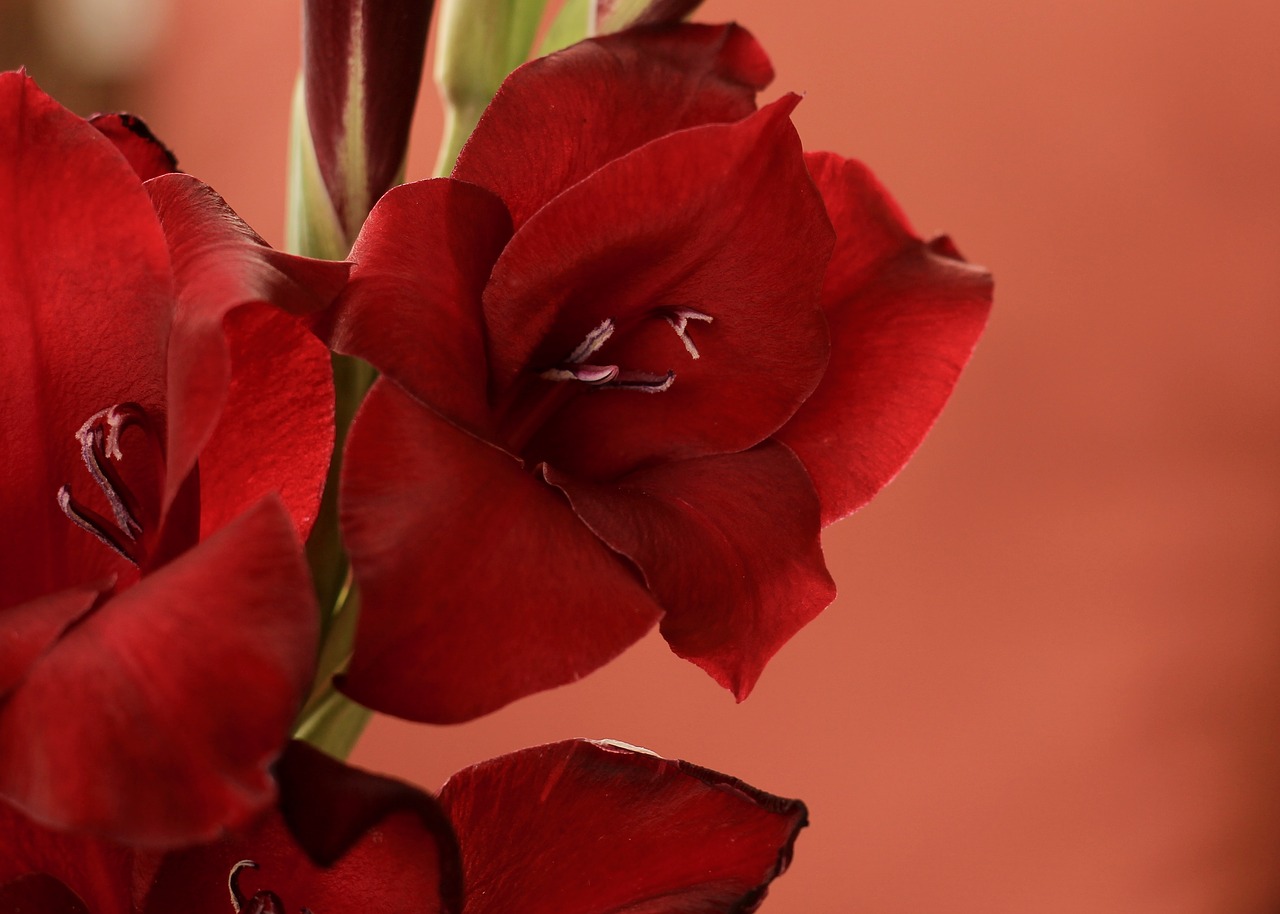 gladiolus  red  bloom free photo