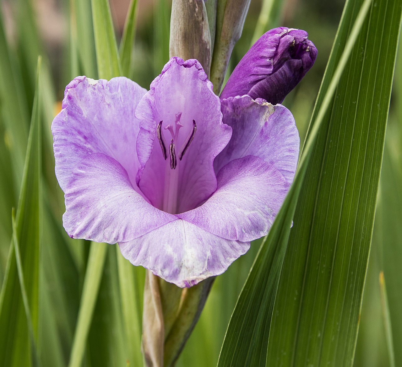 gladiolus  blossom  bloom free photo