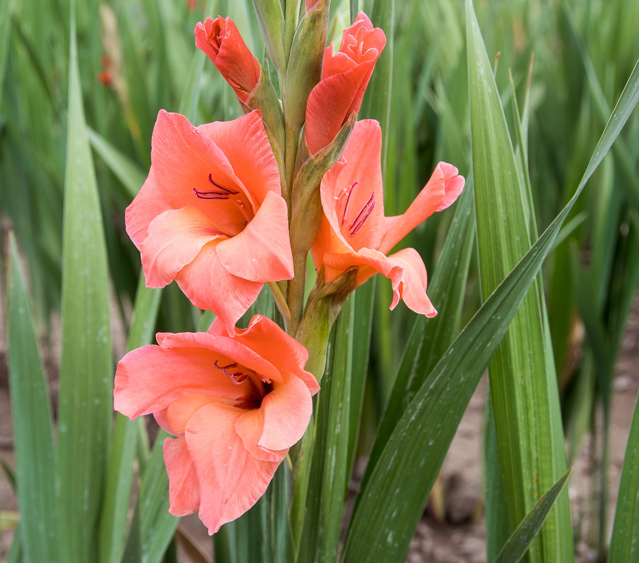 gladiolus  blossom  bloom free photo