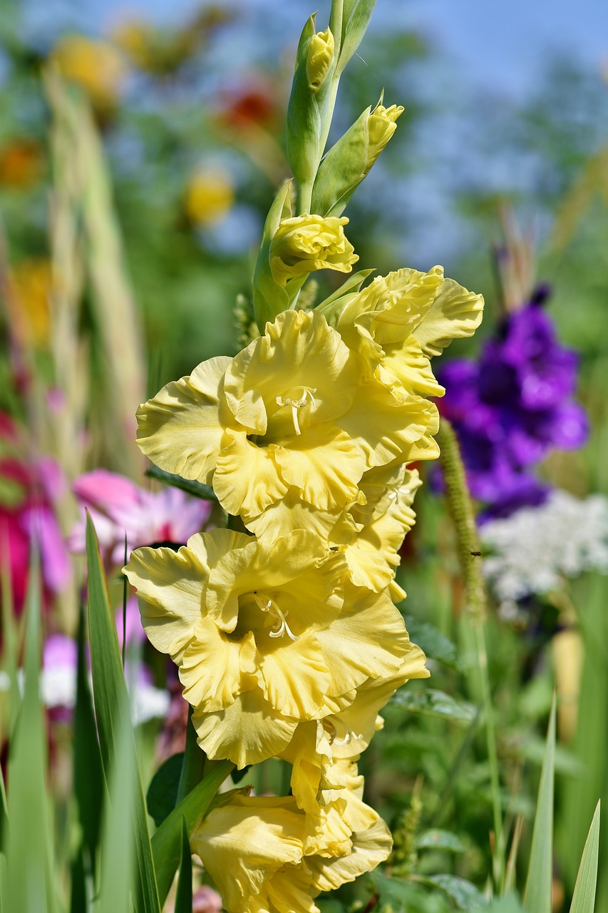 gladiolus  gladidus  butterfly greenhouse free photo