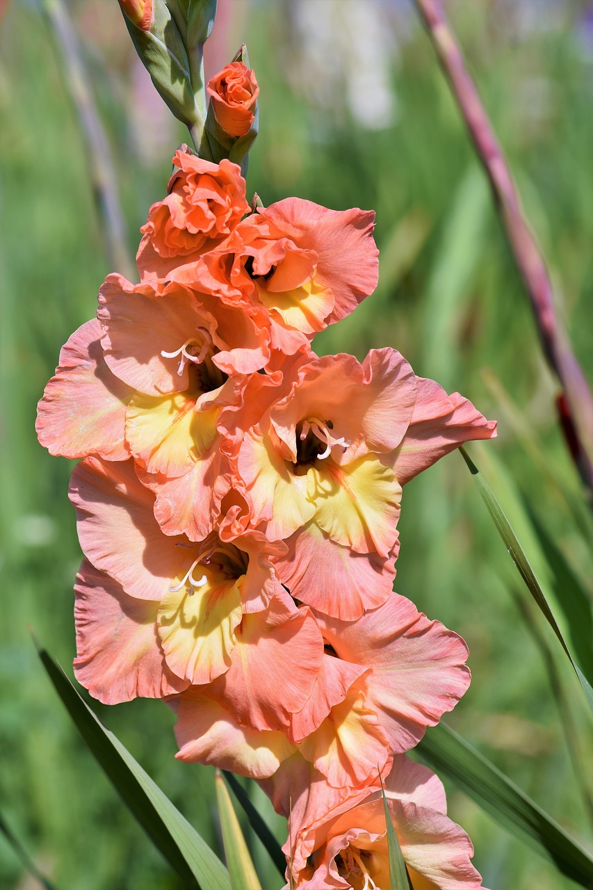 gladiolus  gladidus  butterfly greenhouse free photo