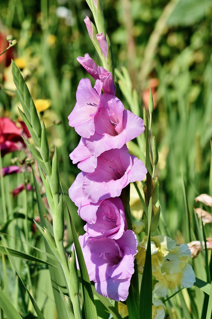 gladiolus  gladidus  butterfly greenhouse free photo