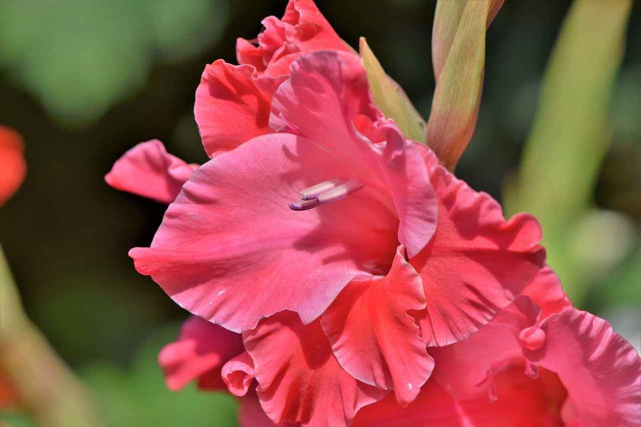 gladiolus  gladidus  butterfly greenhouse free photo