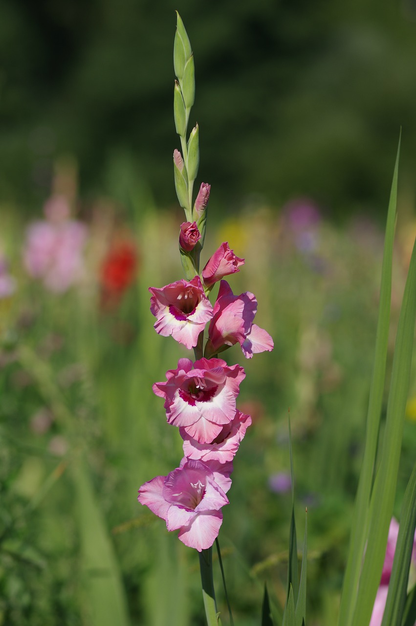 gladiolus  summer  nature free photo