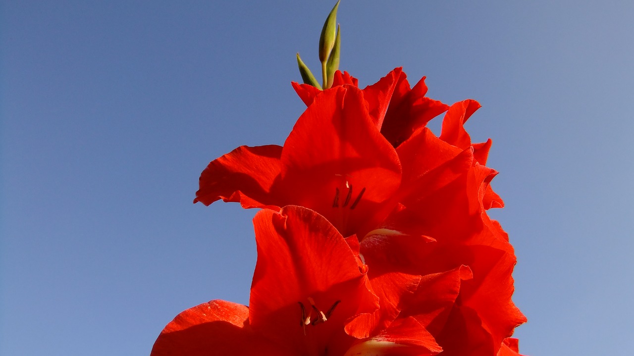 gladiolus  flowers  summer free photo