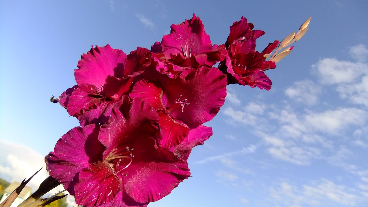 gladiolus  sky  flower free photo