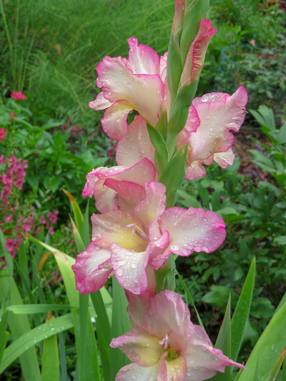 gladiolus  kansas  overland park free photo