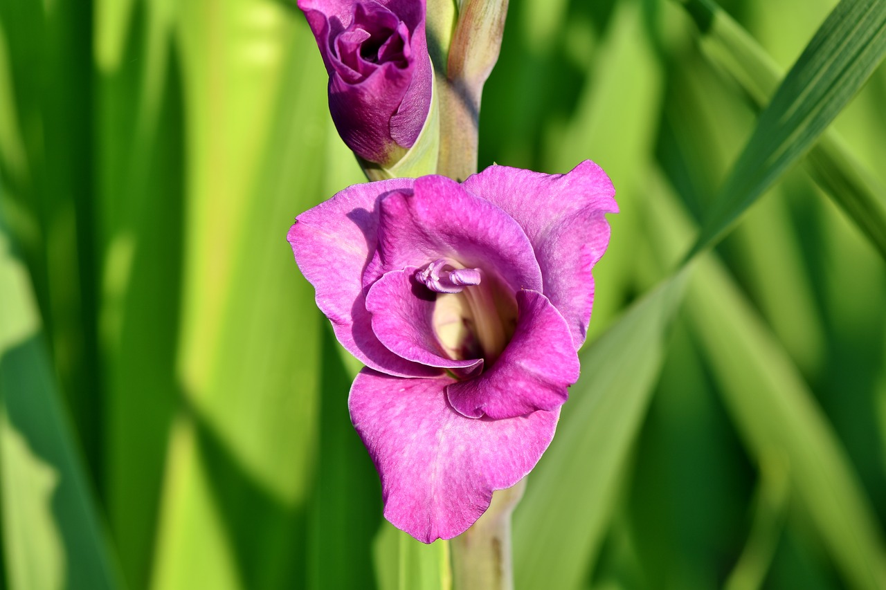 gladiolus  gladidus  butterfly greenhouse free photo