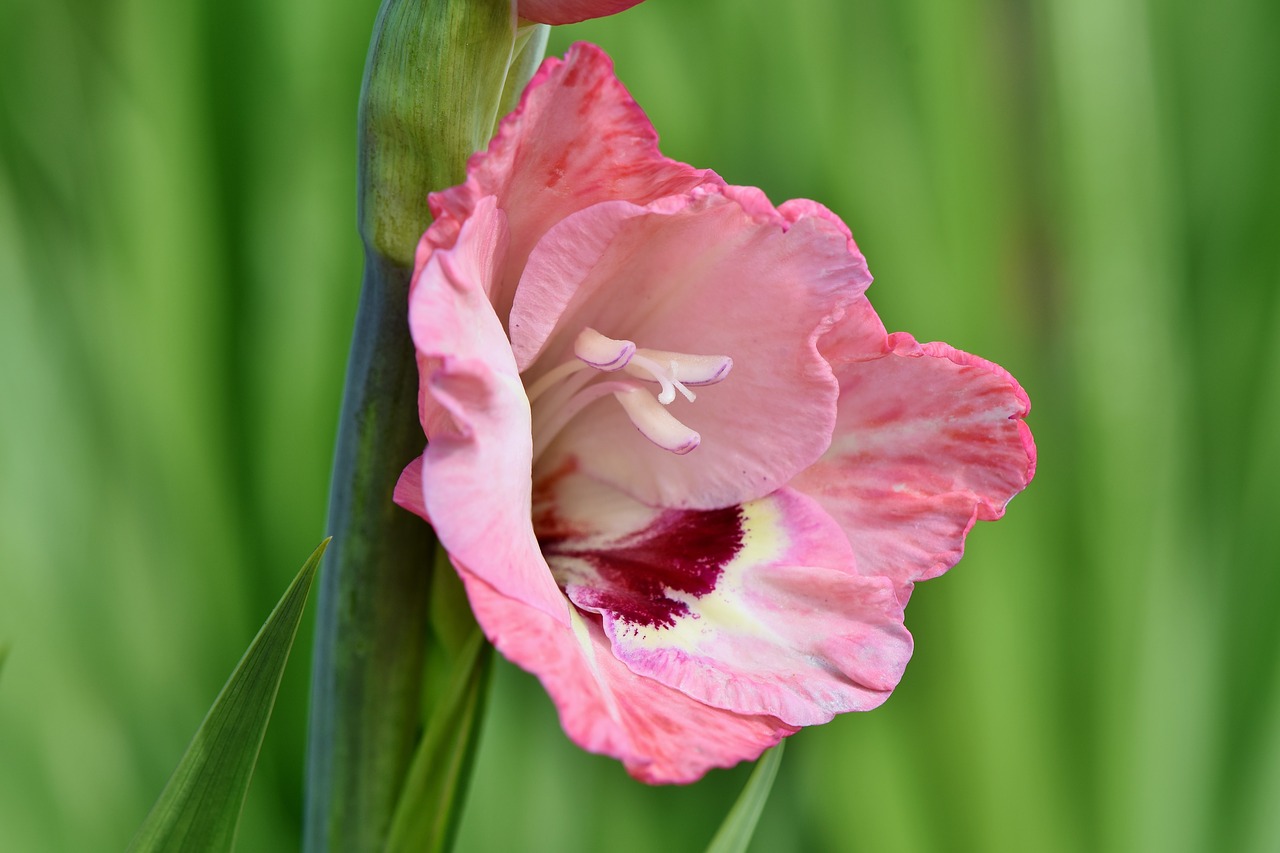 gladiolus  gladidus  butterfly greenhouse free photo