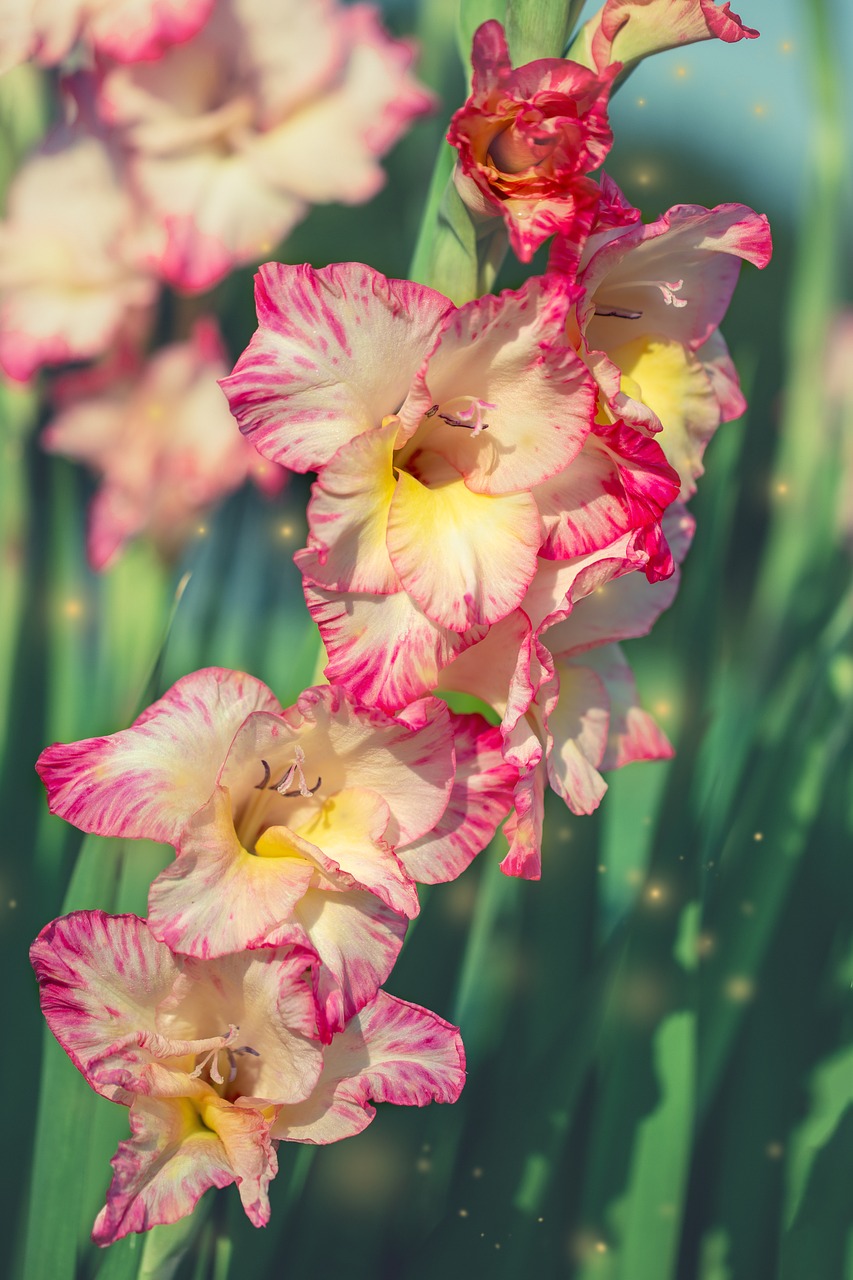 gladiolus  plant  blossom free photo