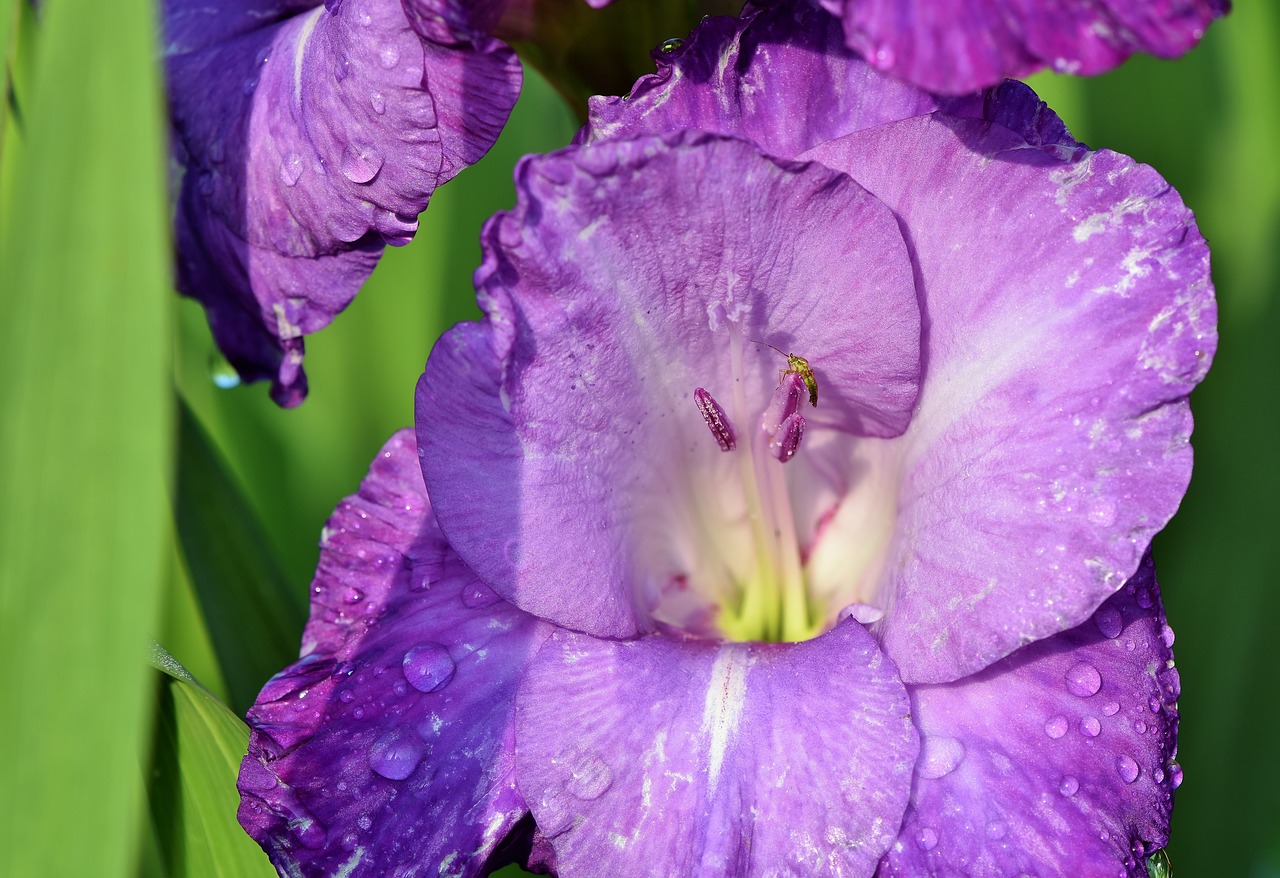 gladiolus  gladidus  butterfly greenhouse free photo