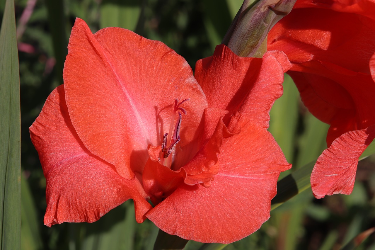 gladiolus  red  flower free photo