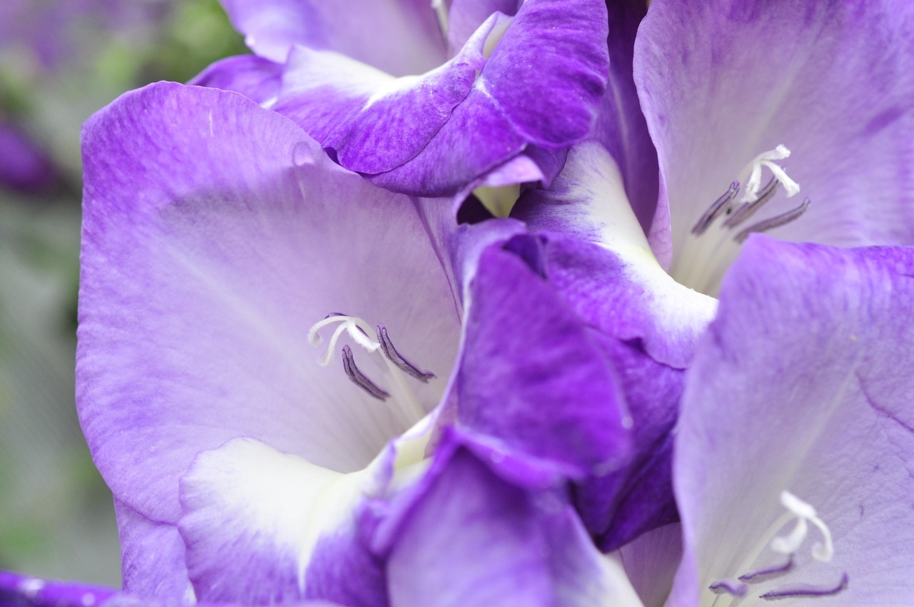 gladiolus purple summer free photo