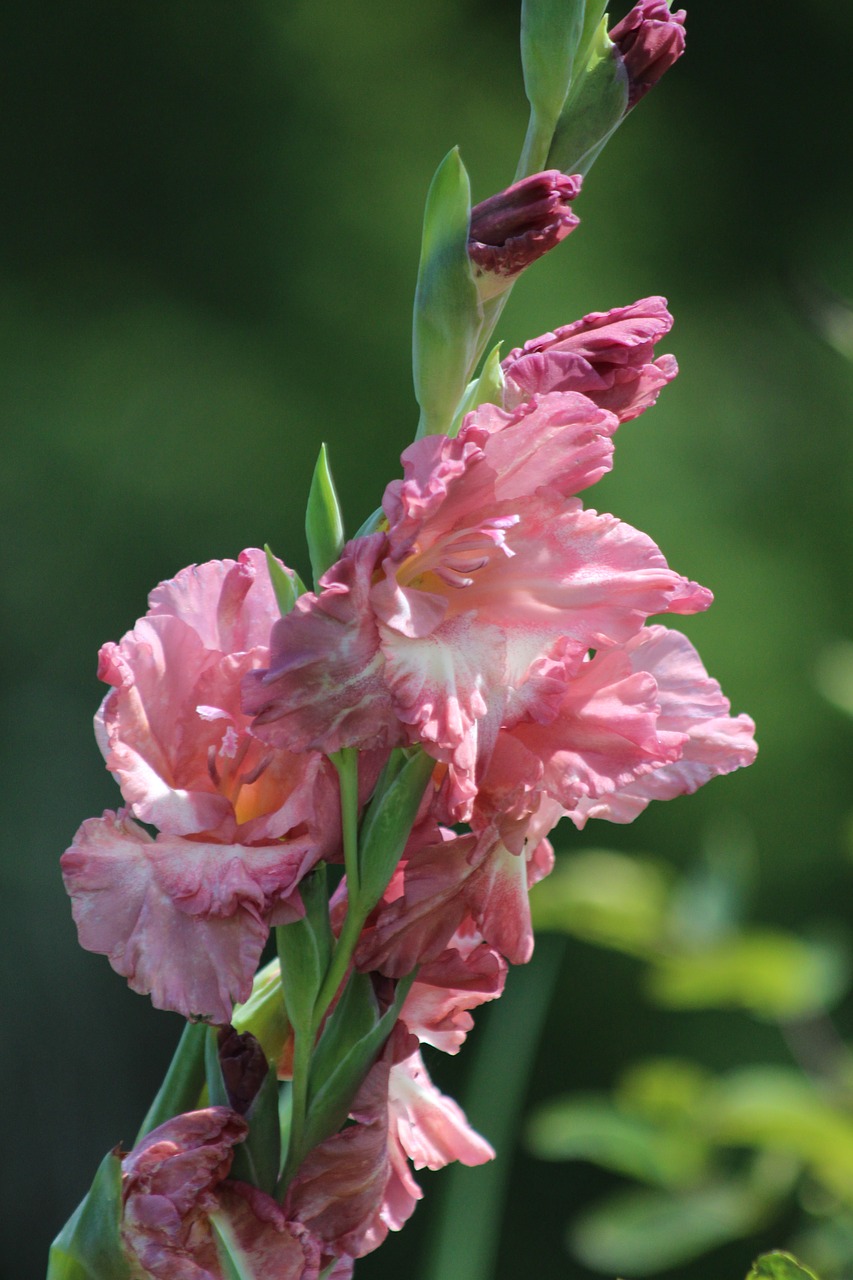 gladiolus  flowers  garden free photo