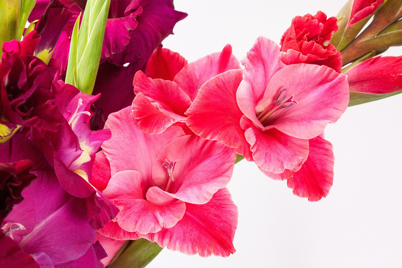 gladiolus sword flower iridaceae free photo