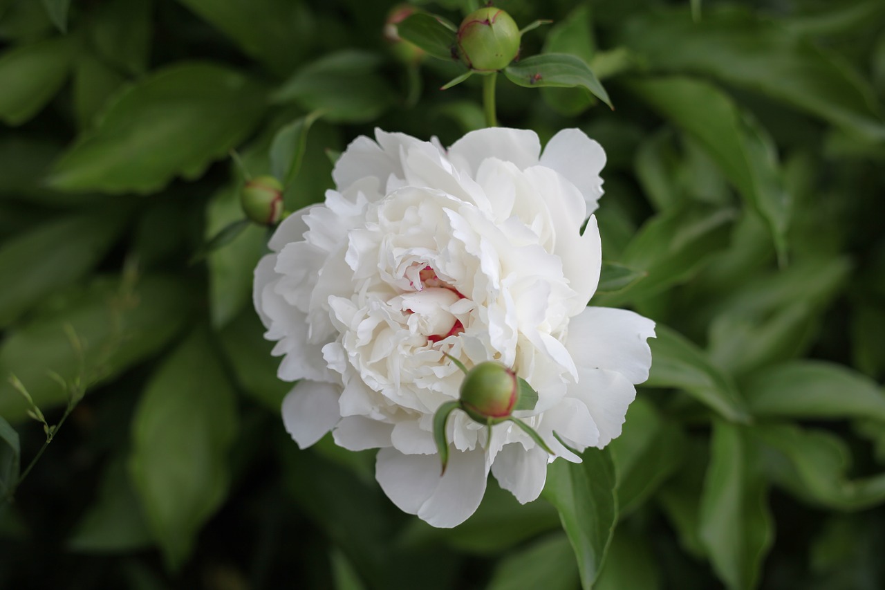 gladiolus white flower flowers free photo