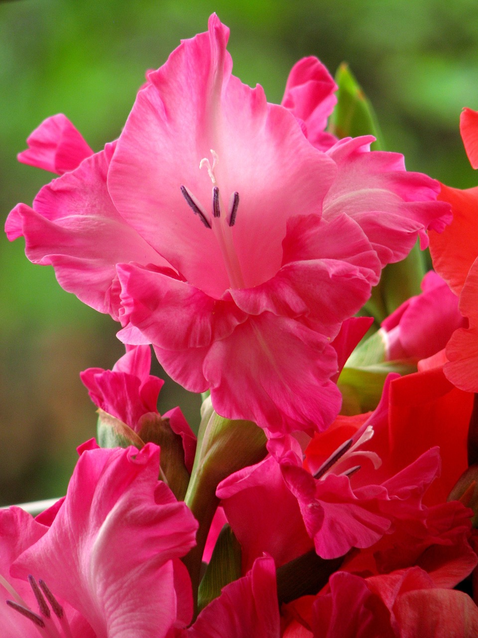 gladiolus flowers pink free photo