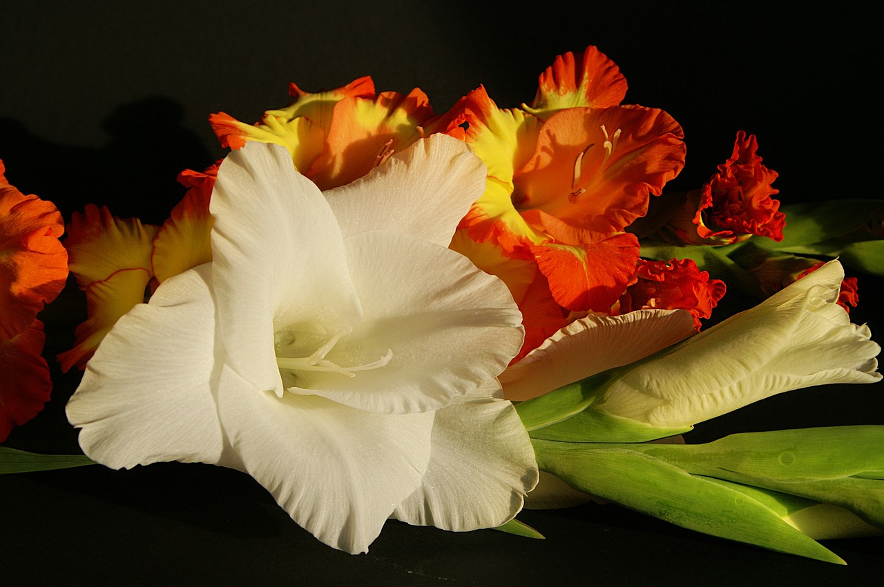 gladiolus flowers white free photo