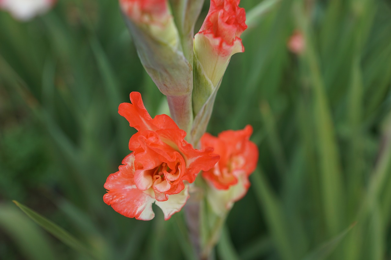 gladiolus flowers pink free photo