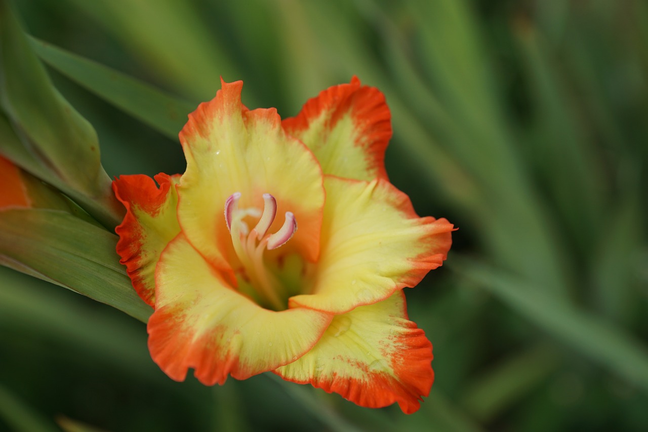 gladiolus flower summer free photo