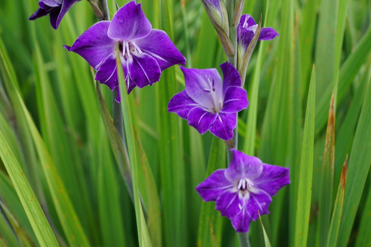 gladiolus flowers purple free photo