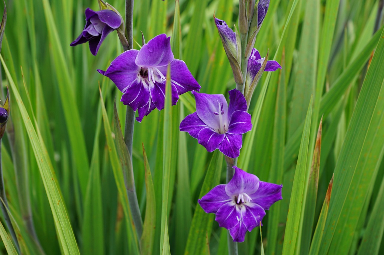 gladiolus purple blue free photo