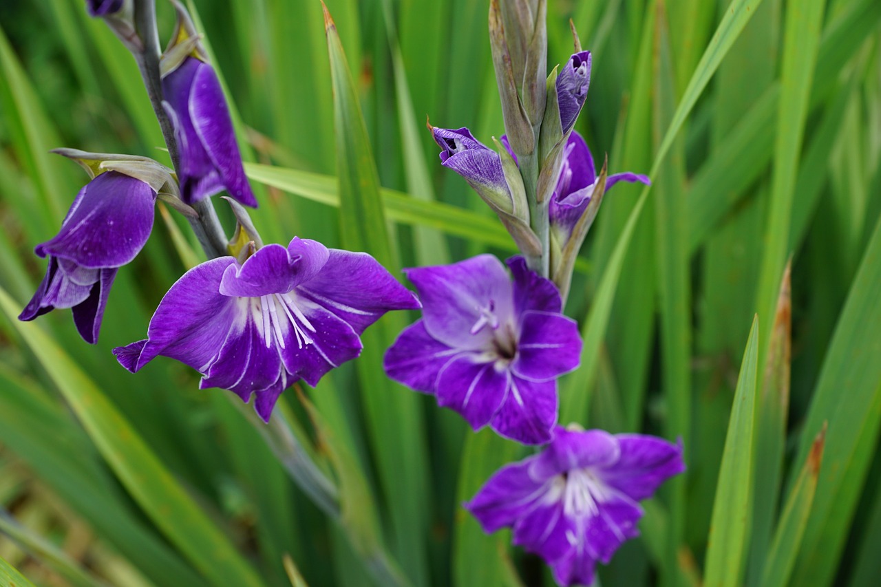 gladiolus flowers pink free photo