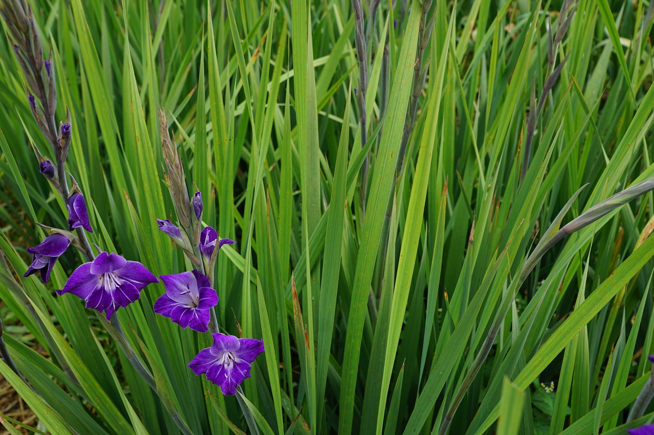 gladiolus flowers purple free photo