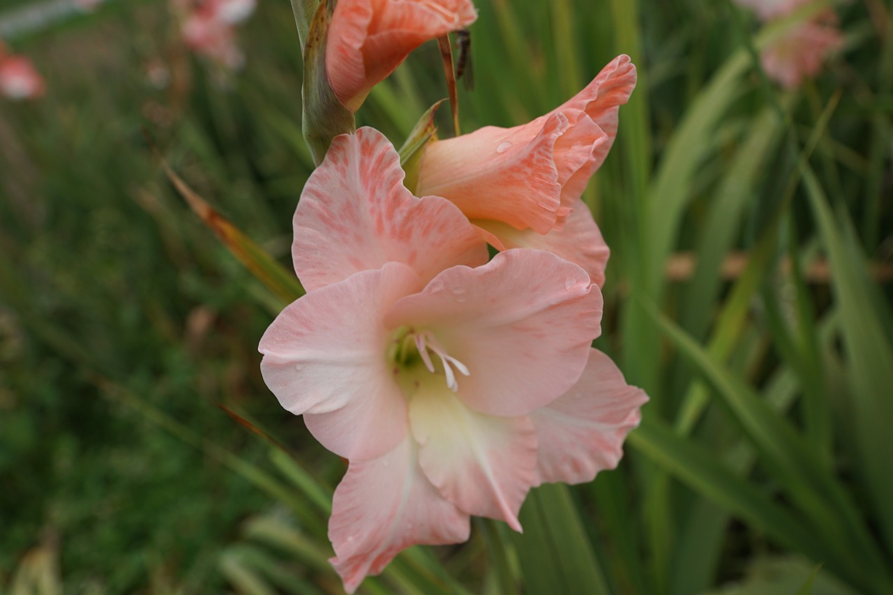 gladiolus flowers pink free photo