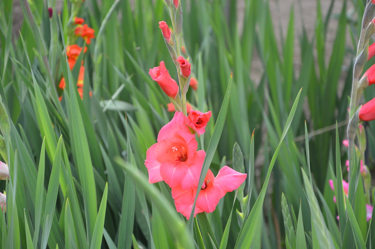 glaeuïl flowers leaves free photo