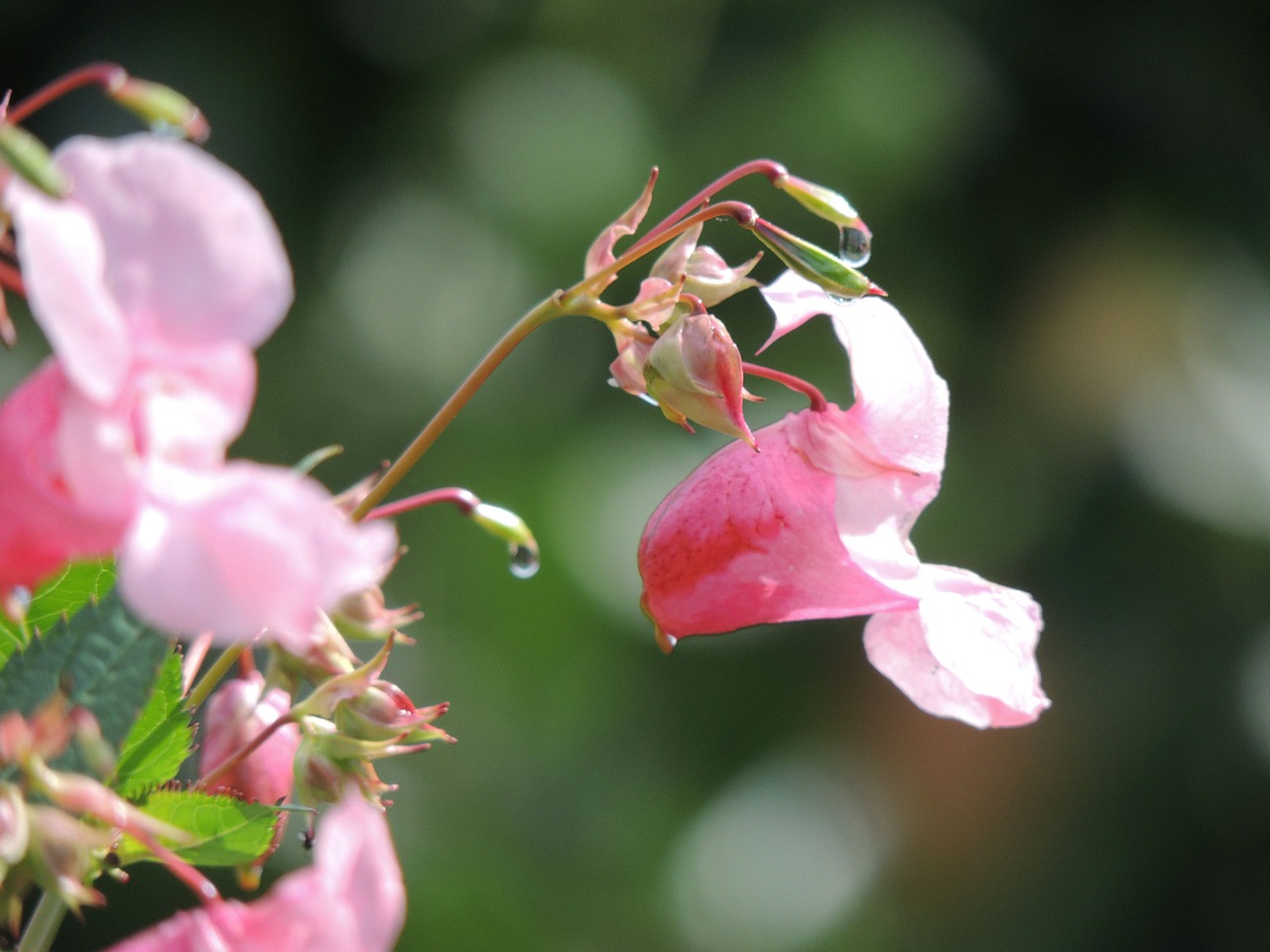 gland-bearing jewelweed balsam blossom free photo
