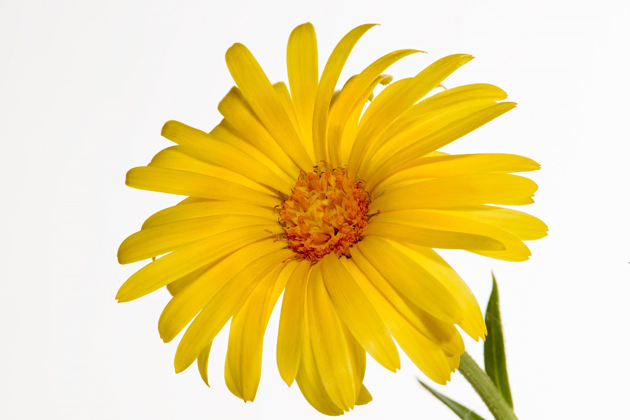 glandular cape marigold flower blossom free photo