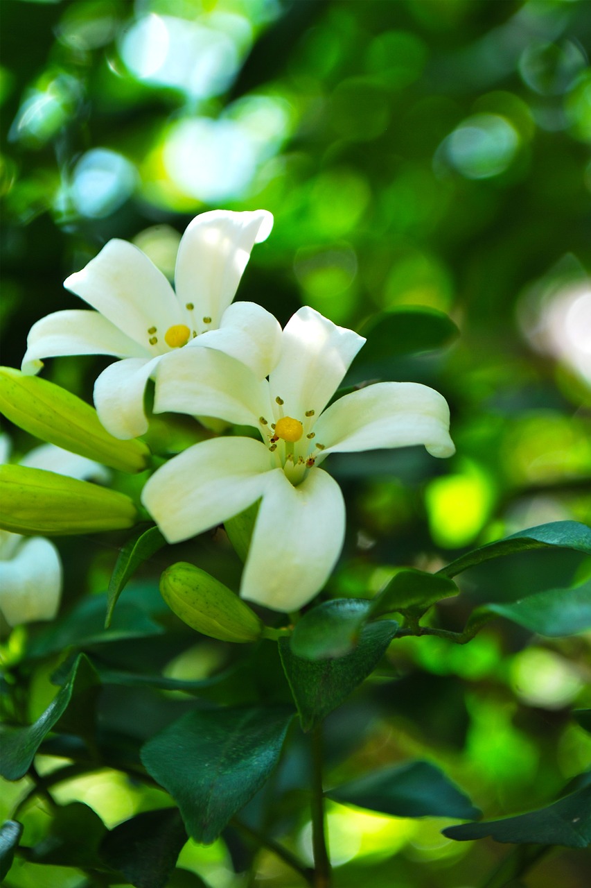 glass white flowers flowers free photo