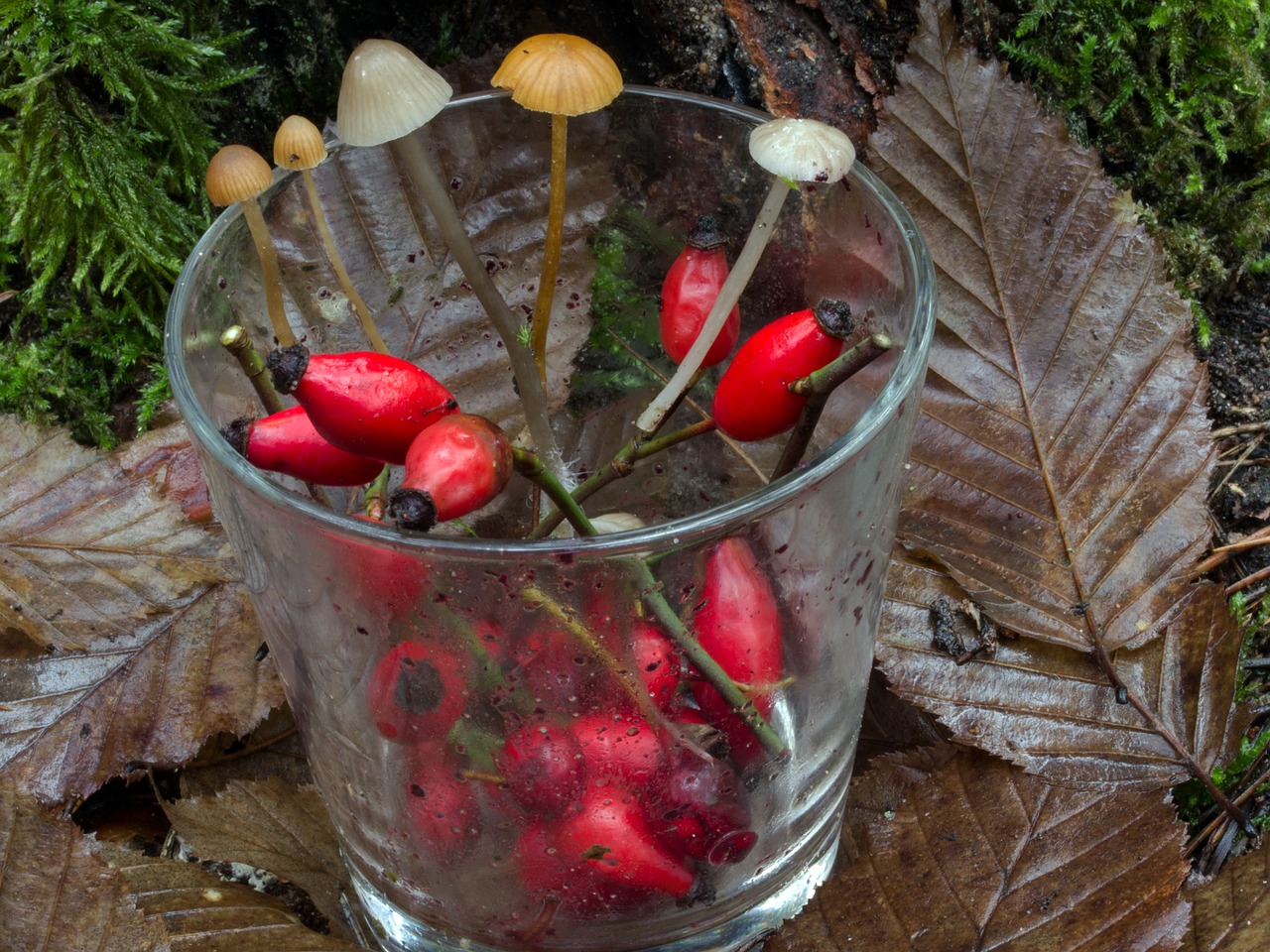 glass fruits rose hip free photo