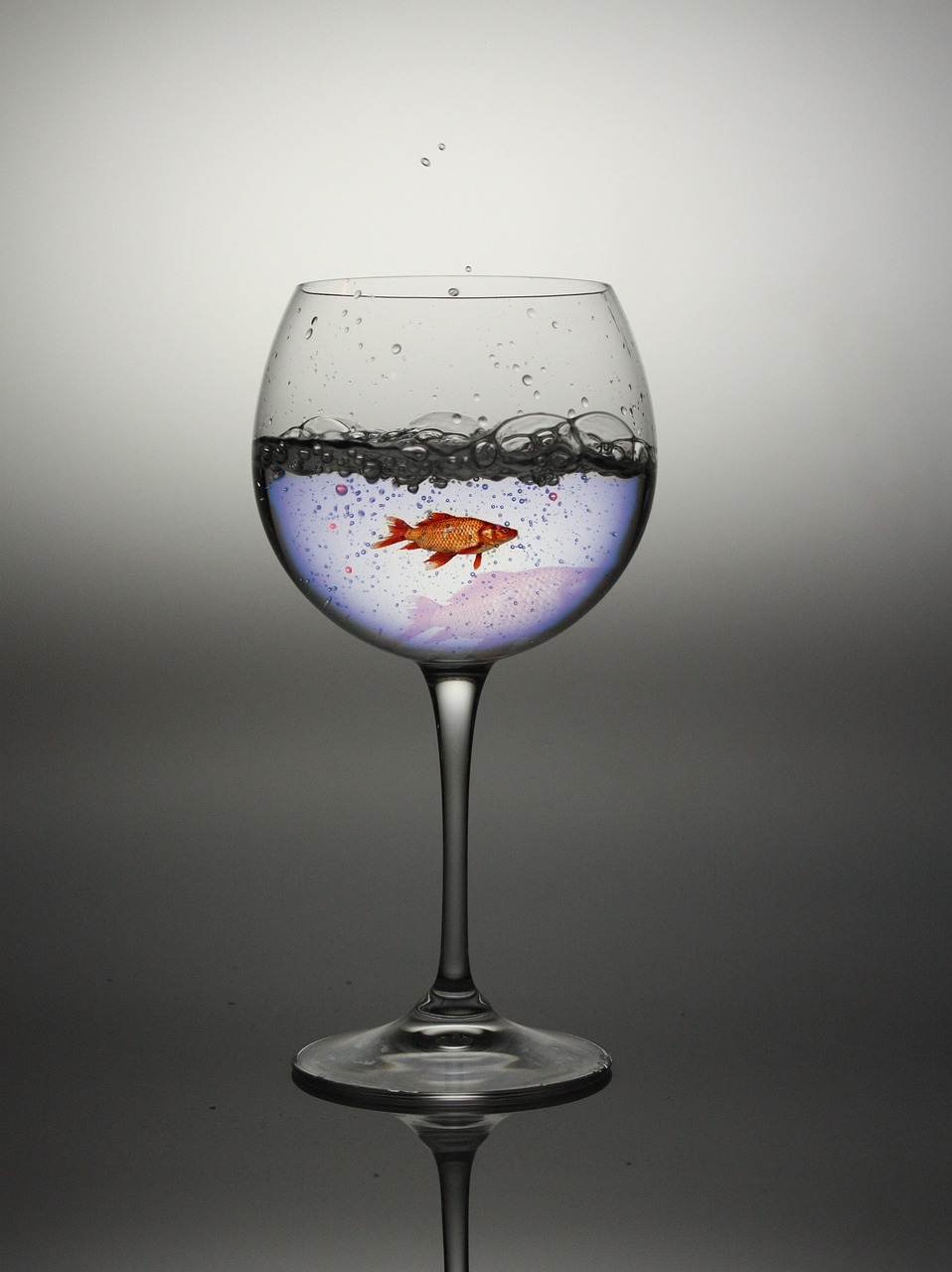 glass water red fish free photo
