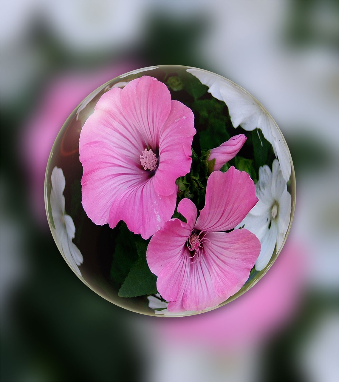 flower glass ball blossom free photo