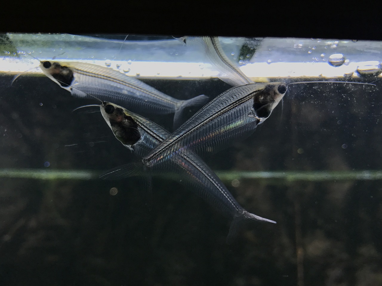 glass cat fish freshwater fish free photo