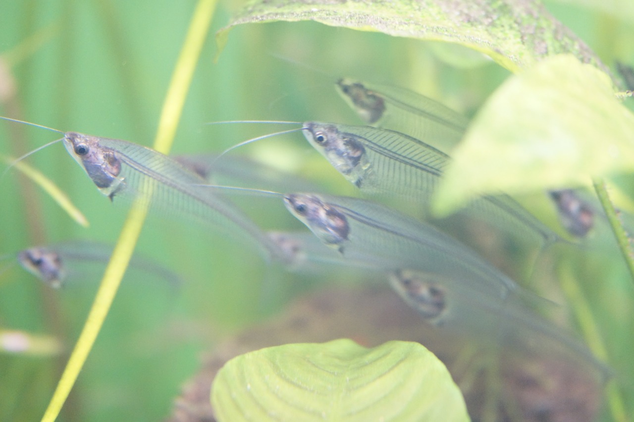 glass fish skeleton feathered free photo