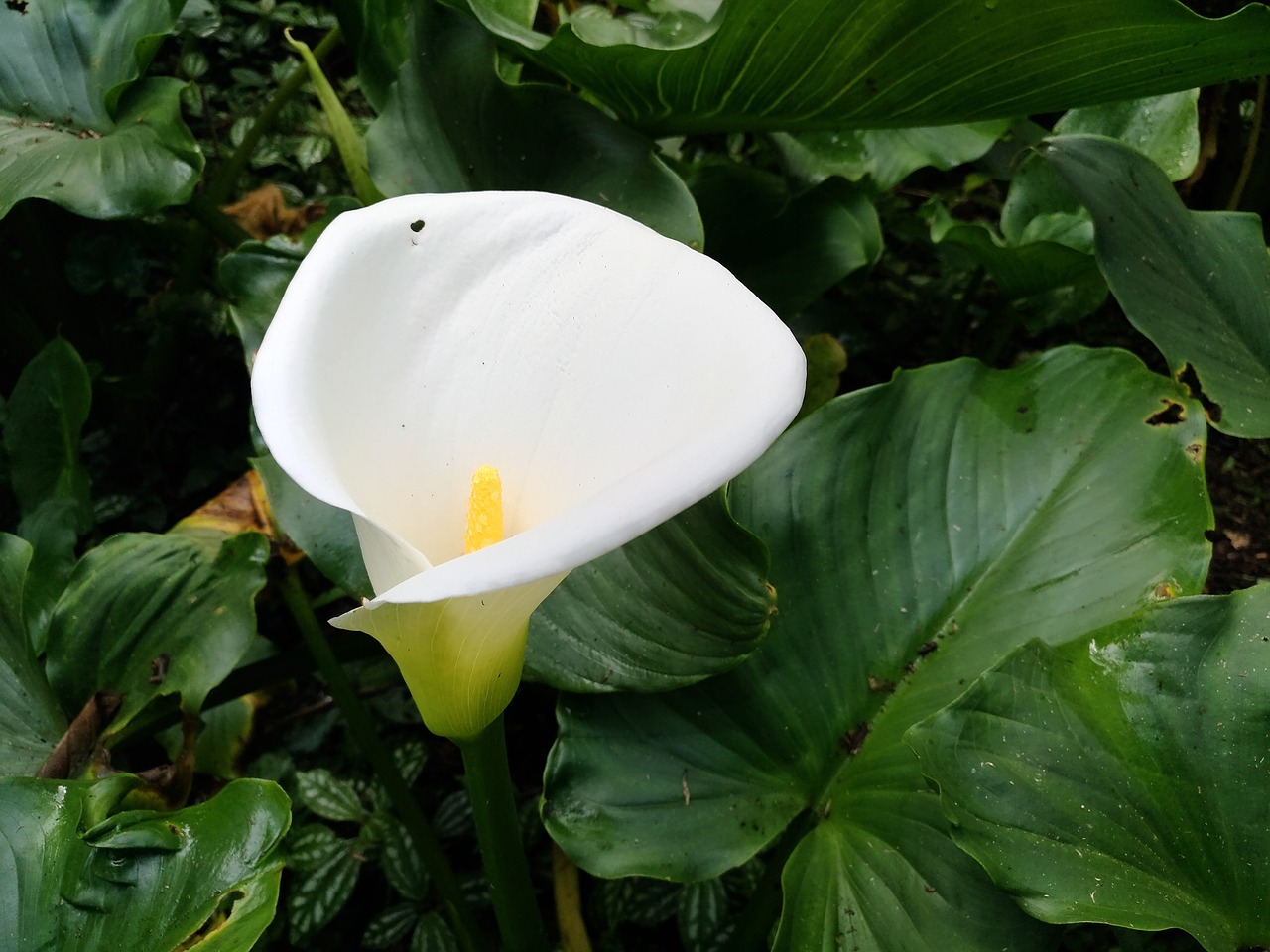 glass of milk flower nature free photo