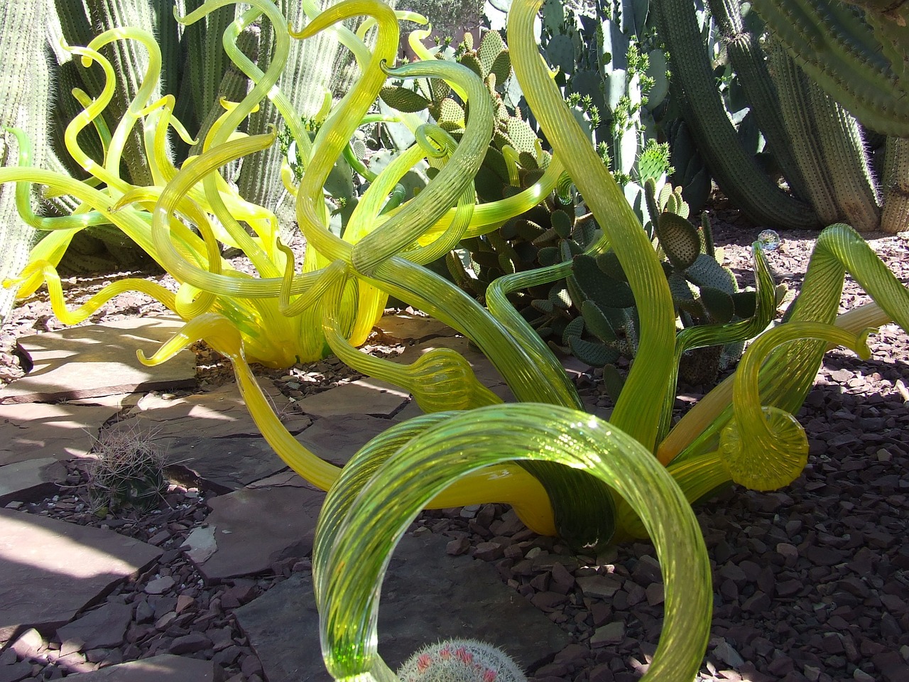 glass plants abstract desert free photo