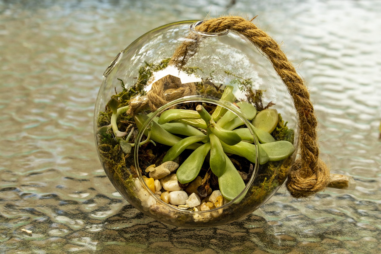 glass sphere  planter  cactus free photo
