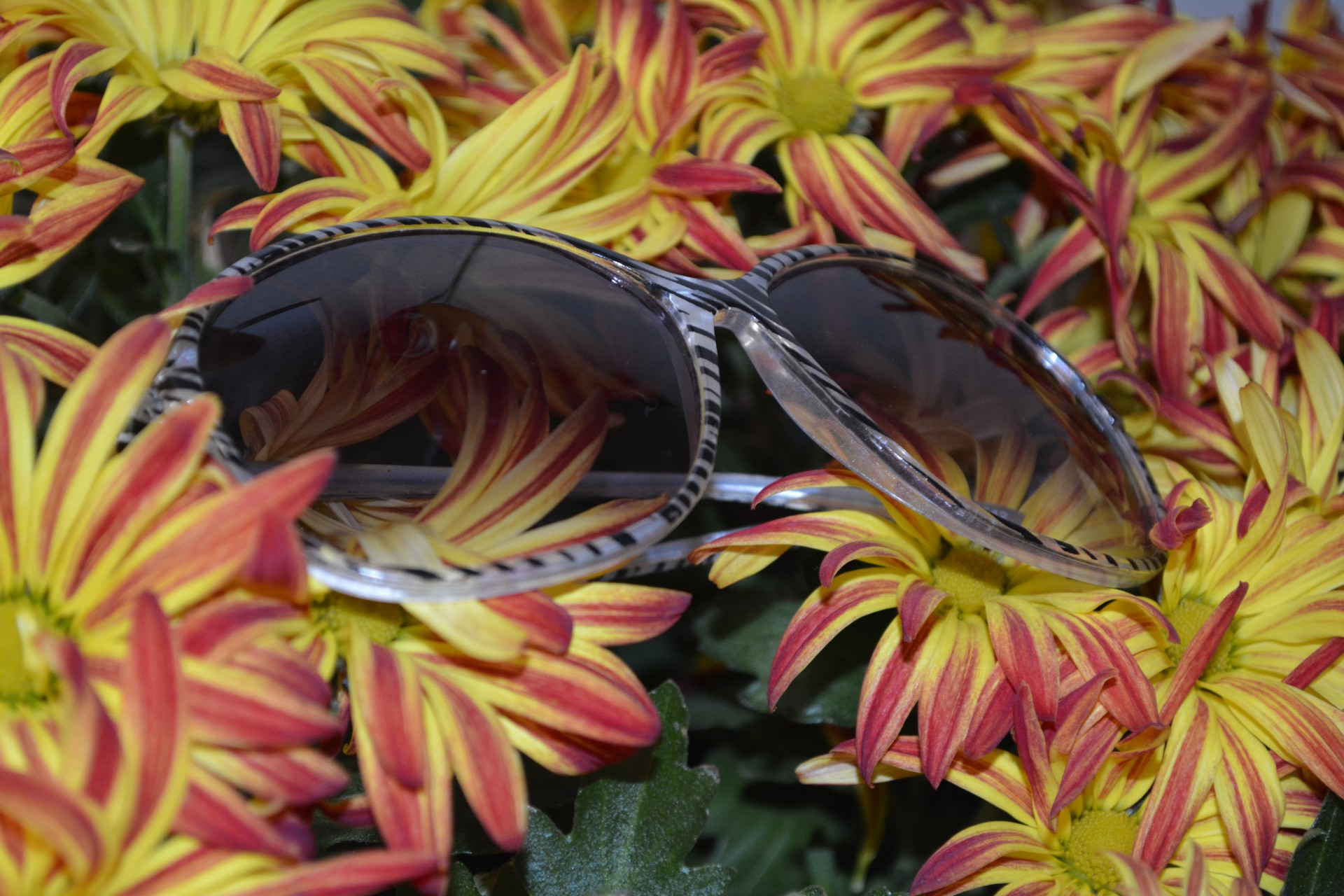 mums flowers glasses free photo