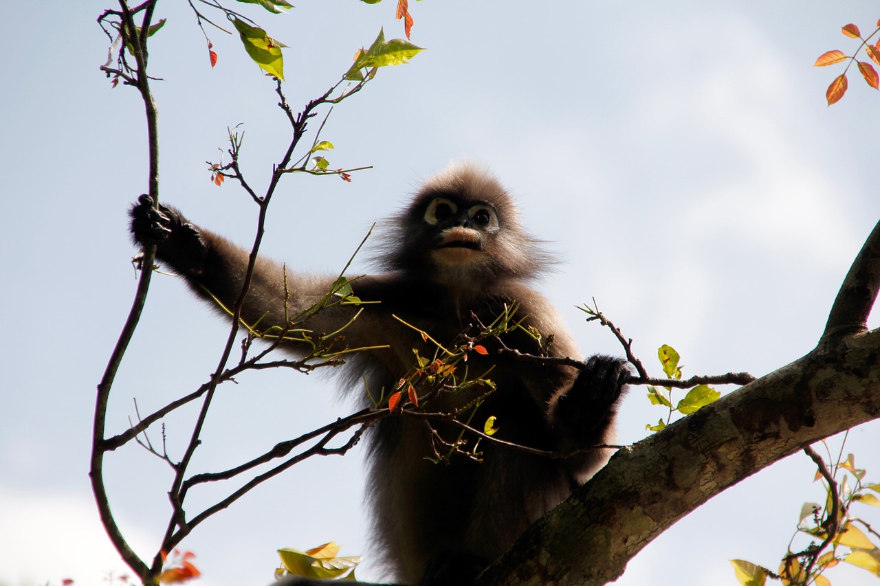 glasses langur monkey jungle free photo