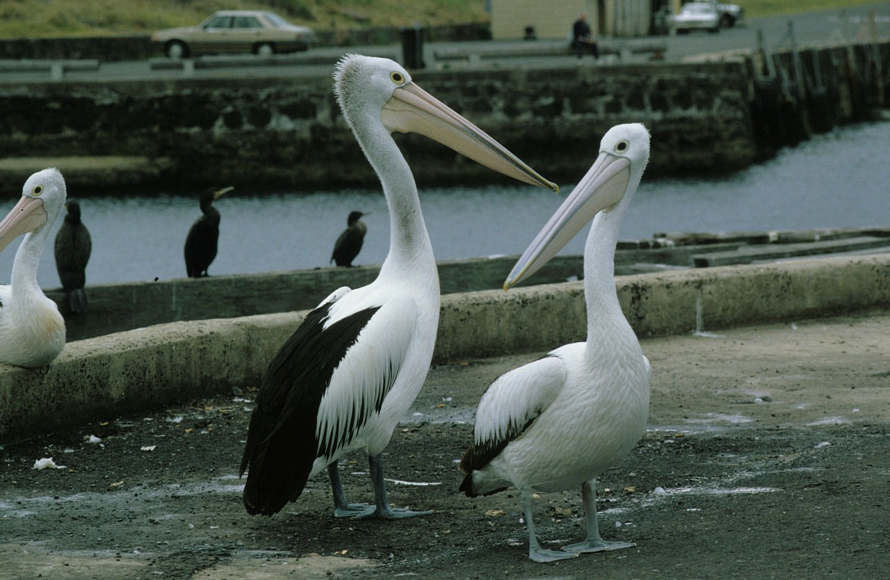 glasses pelicans pelikan pelicans free photo